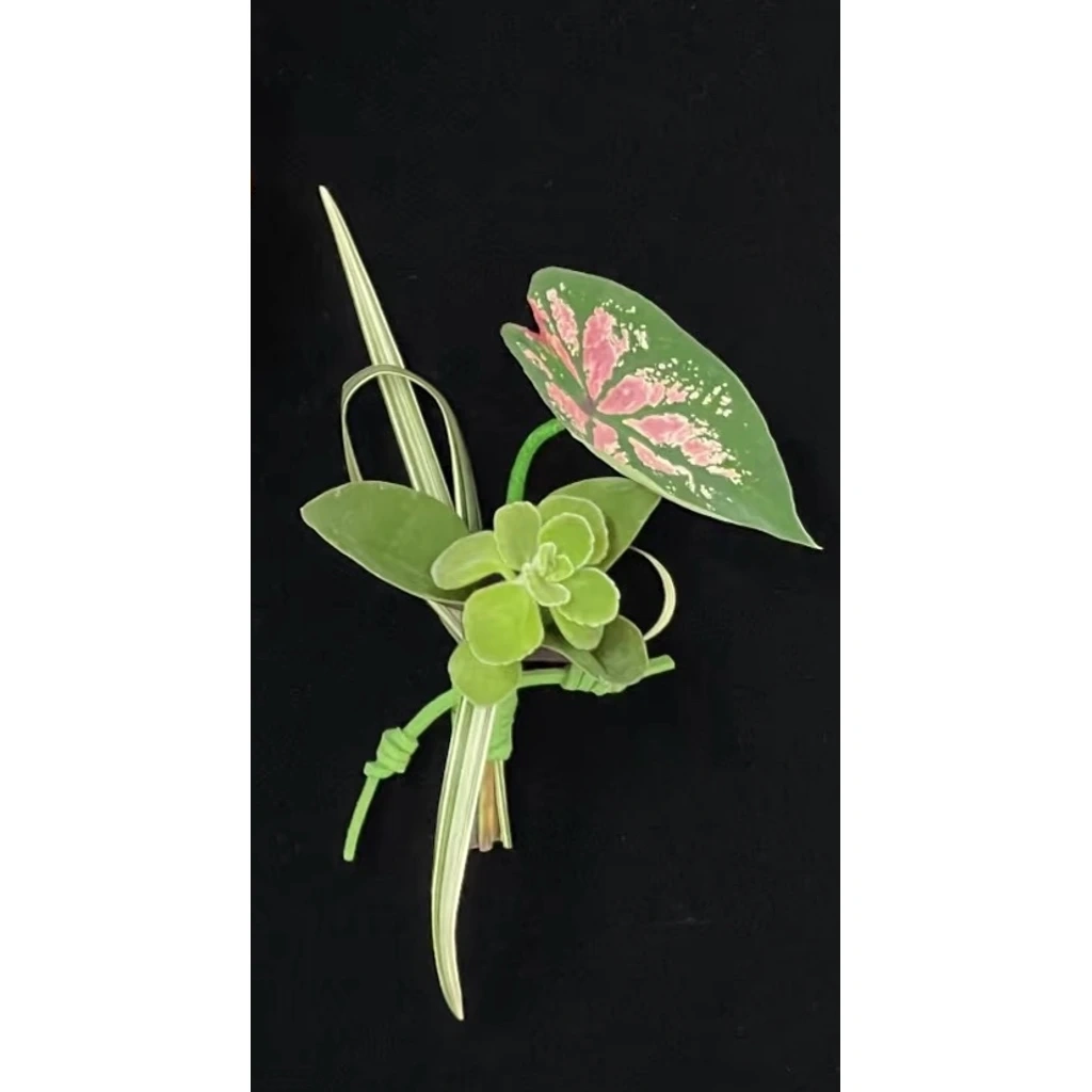 Green Succulent & Caladium Boutonniere · 绿色多肉海芋胸花